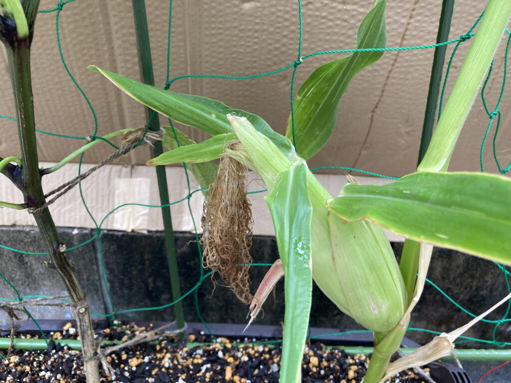 こどもピーマン、コーン７月第４週コーン発育状況