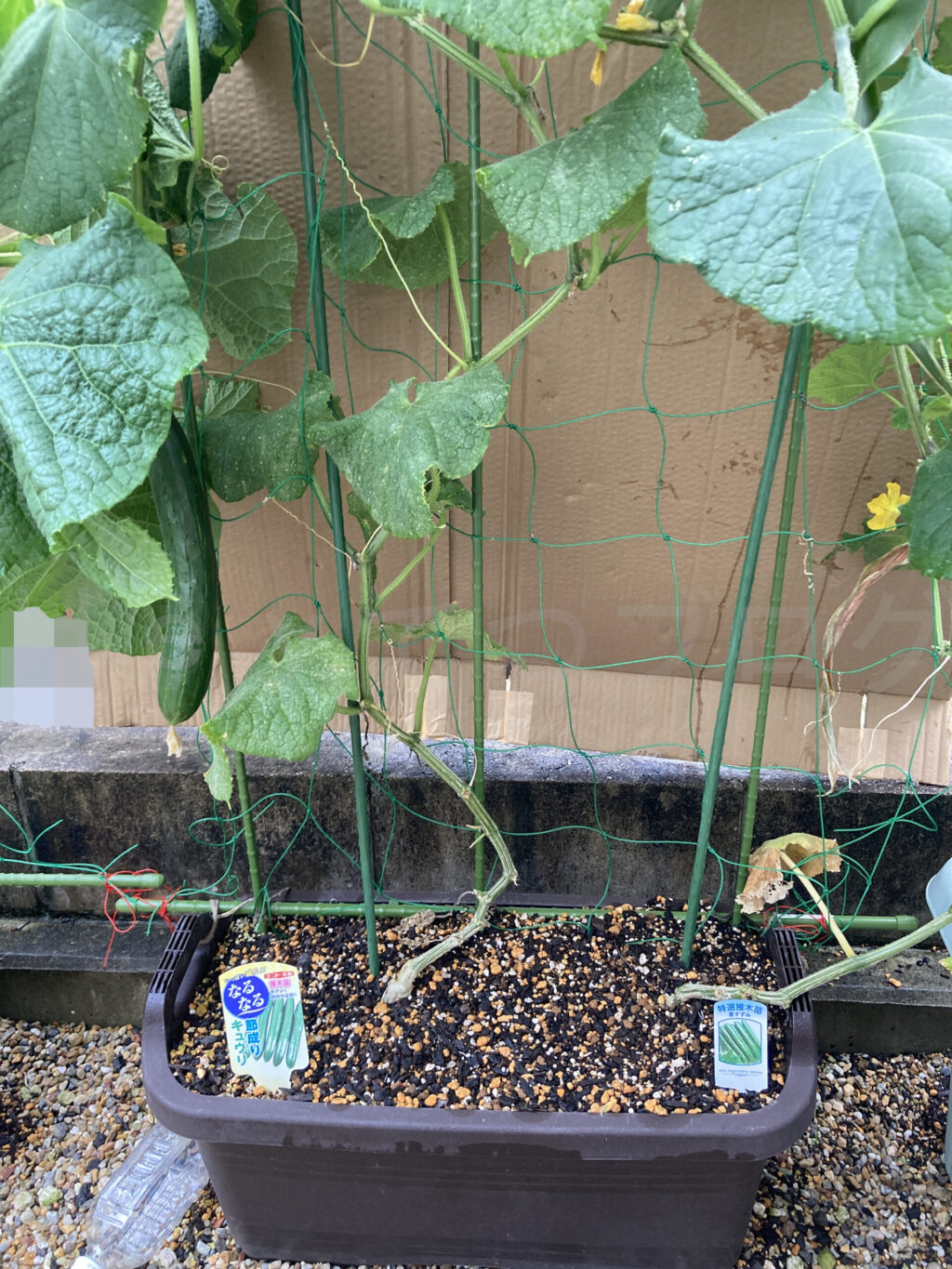 きゅうり７月第４週週始