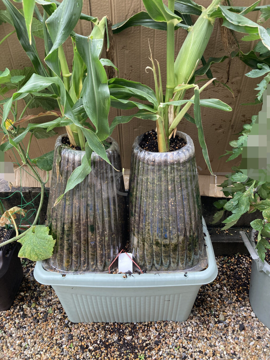 コーン７月第４週週始