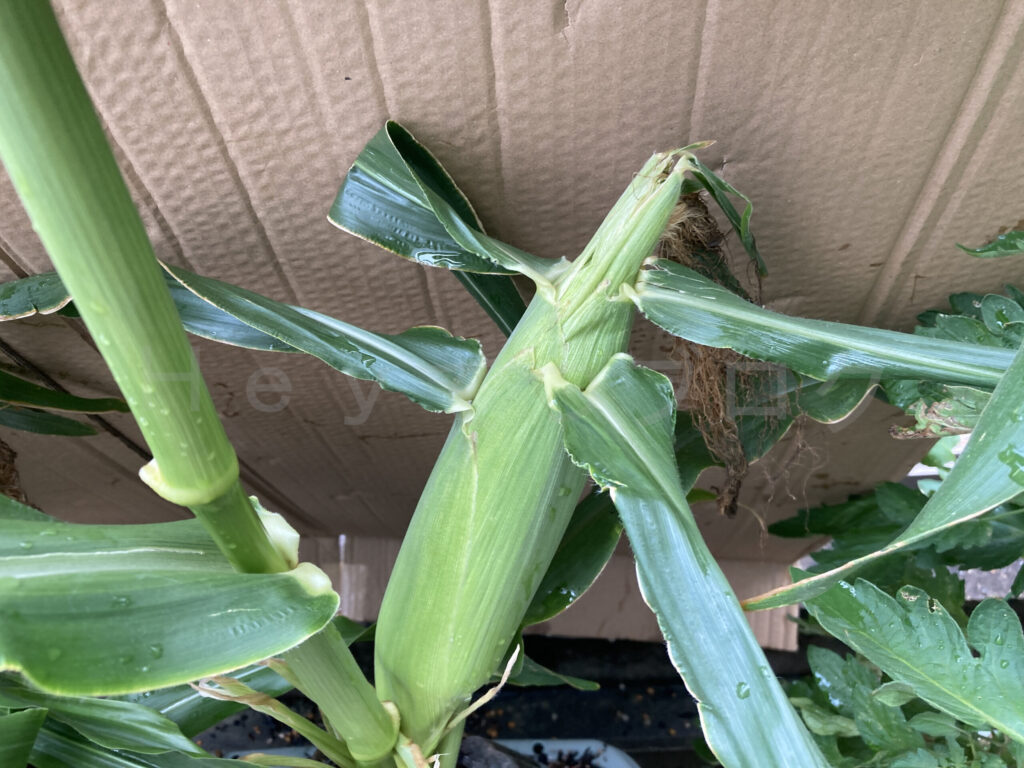 コーン７月第４週クローズアップ