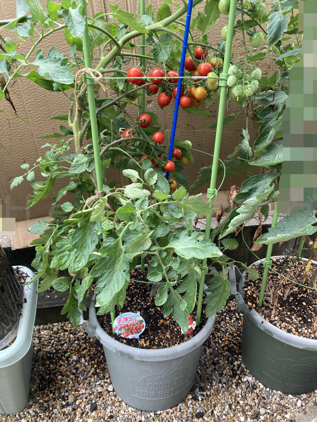 天使のトマト７月第４週週始