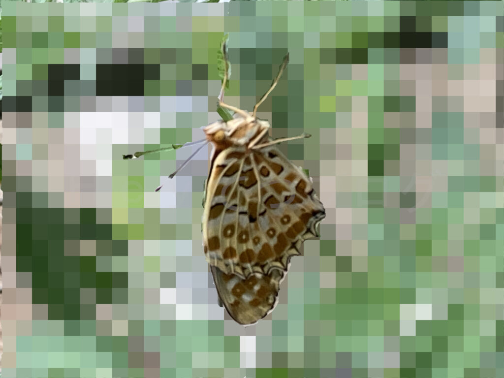 ヨトウガ（ヨトウムシの成虫）