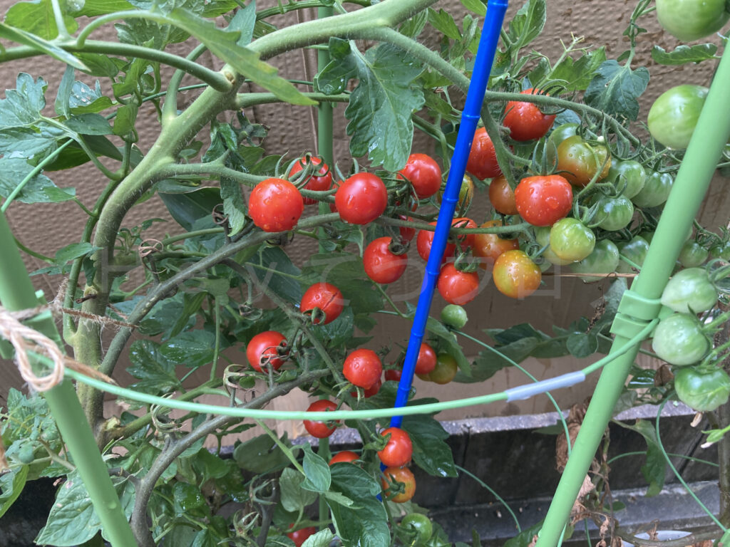 天使のトマト７月第４週週始