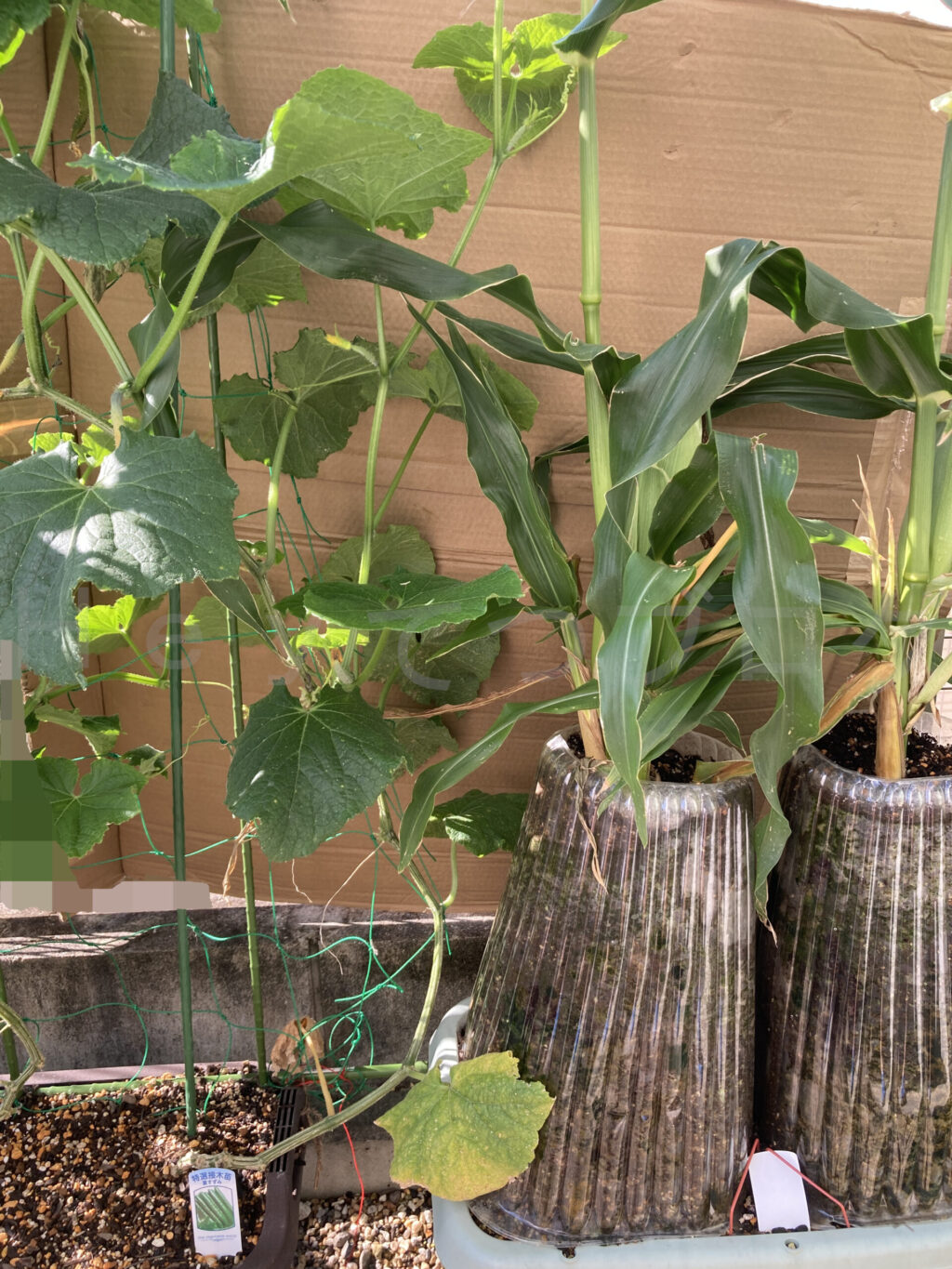 きゅうり７月第４週週末