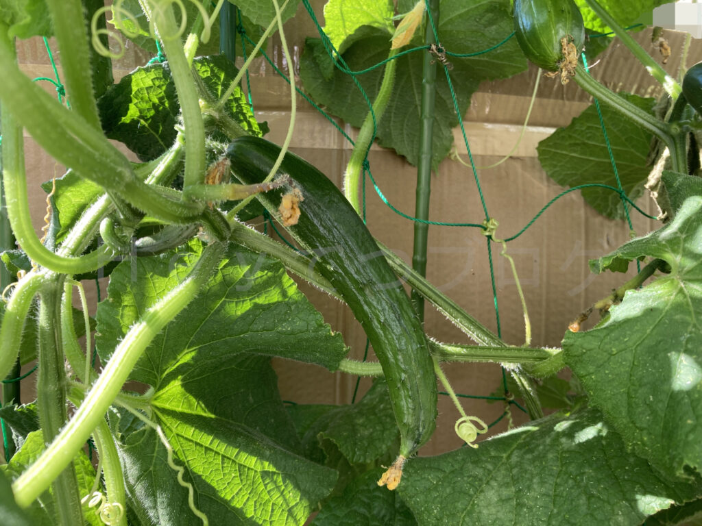 ７月４週 きゅうりクローズアップ２