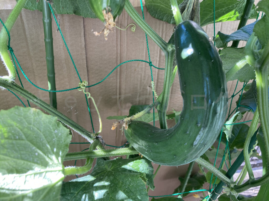 ７月４週 きゅうりクローズアップ