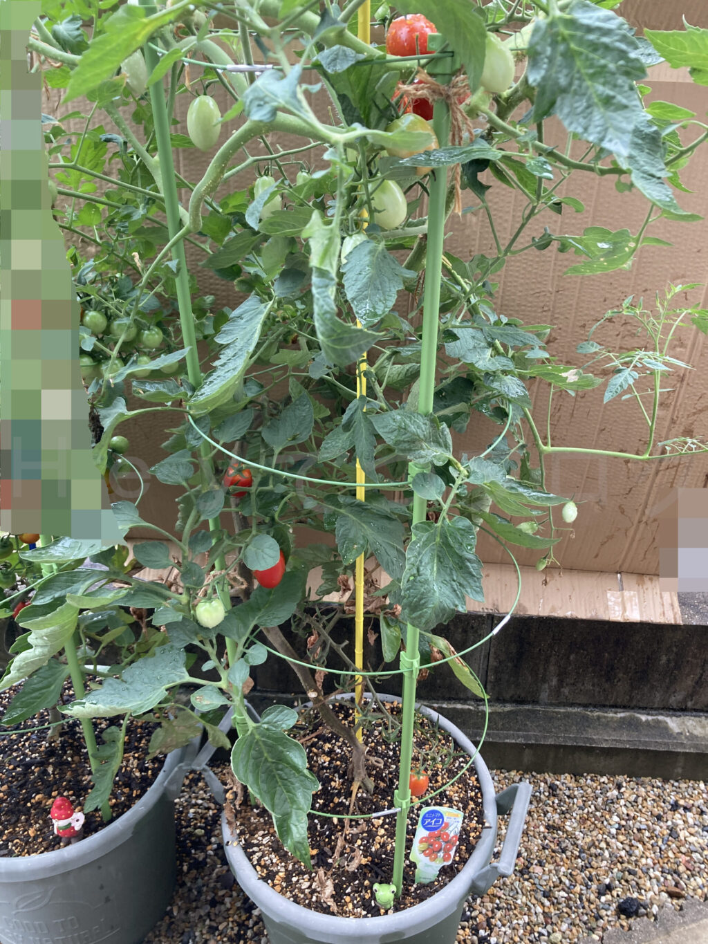 ミニトマトアイコ７月第４週週末