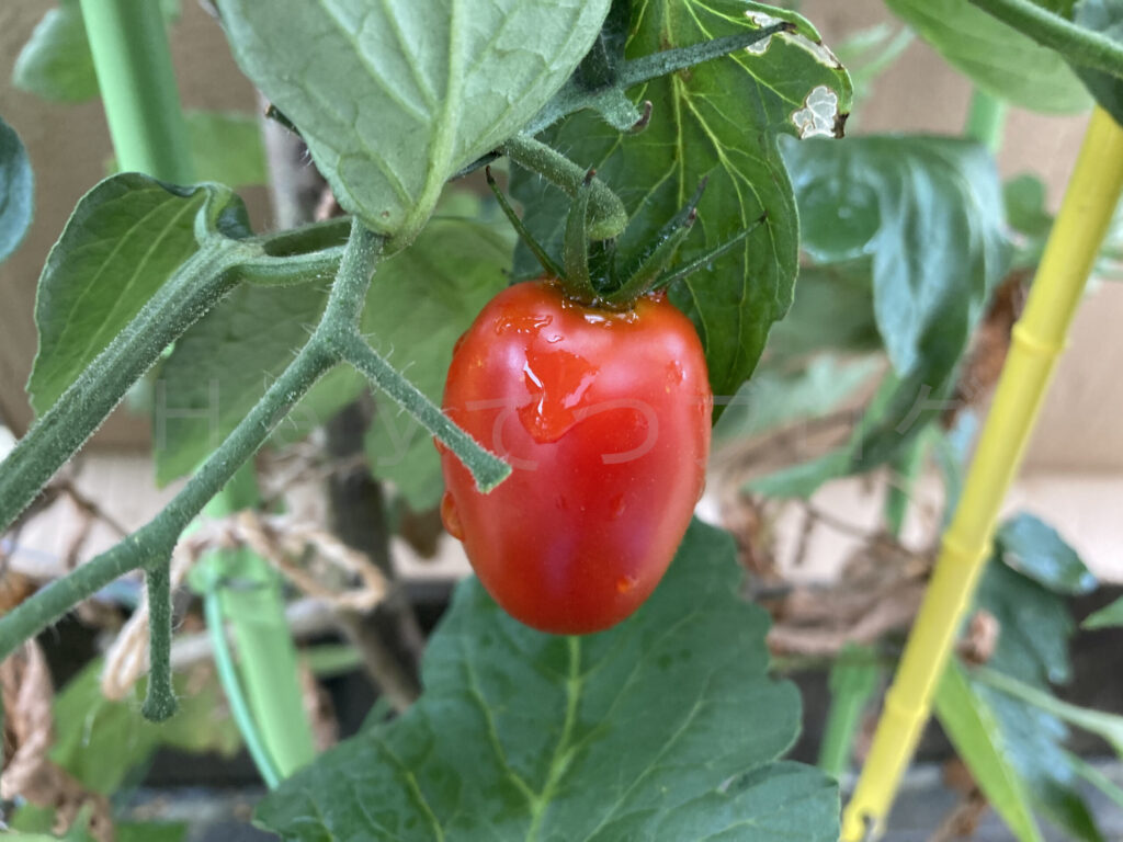 アイコ７月第４週クローズアップ