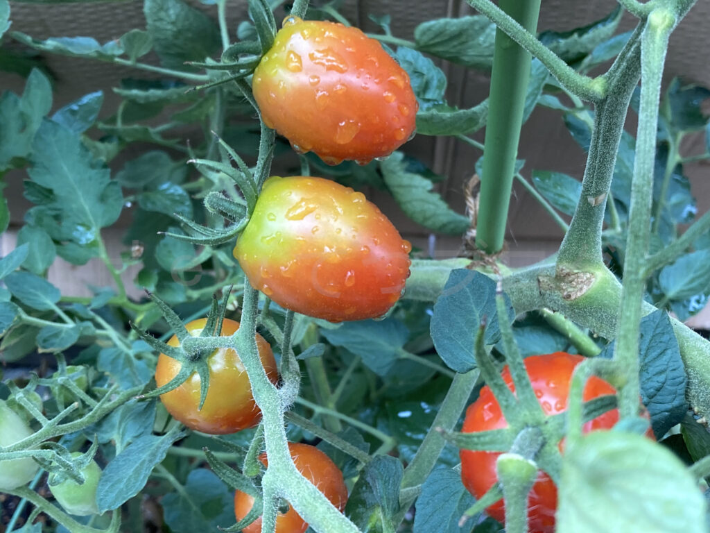 アイコ７月第４週クローズアップ