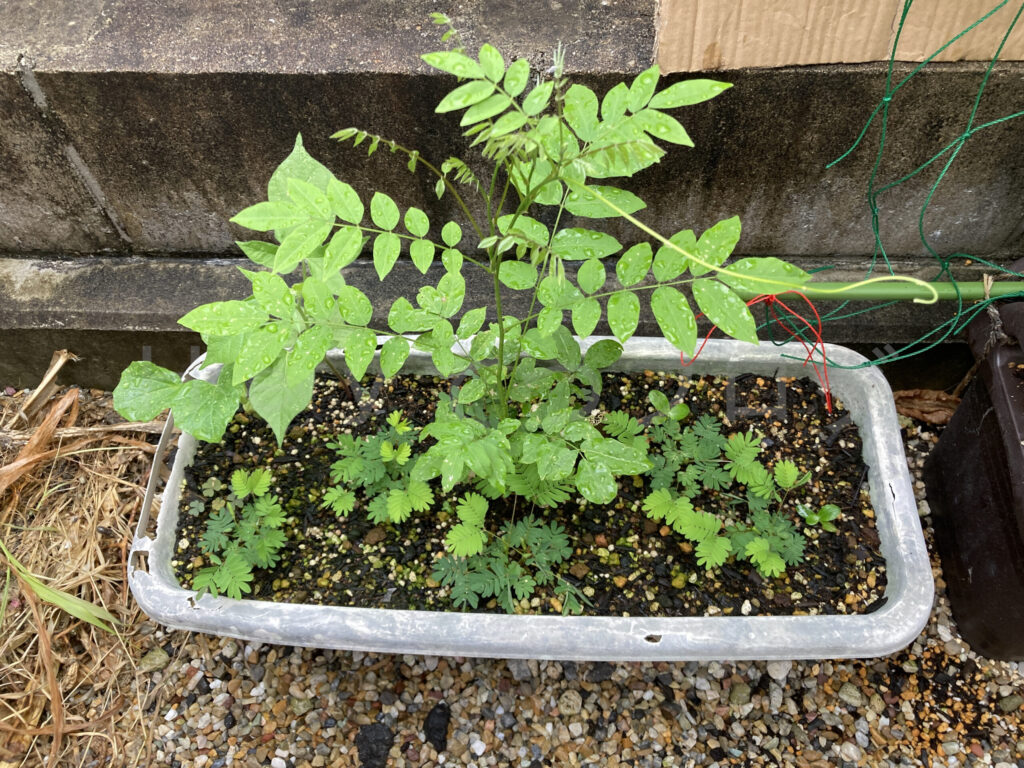 柿？の種７月第４週週末