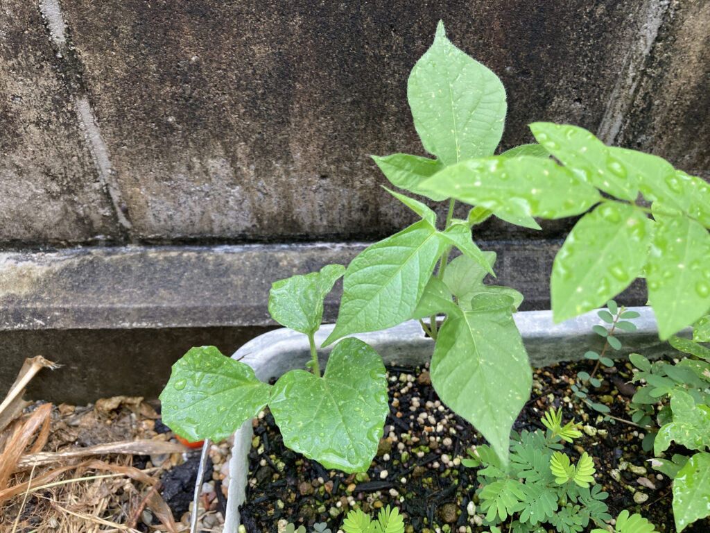 柿？の種７月第４週週始アサガオとメロン成長状況