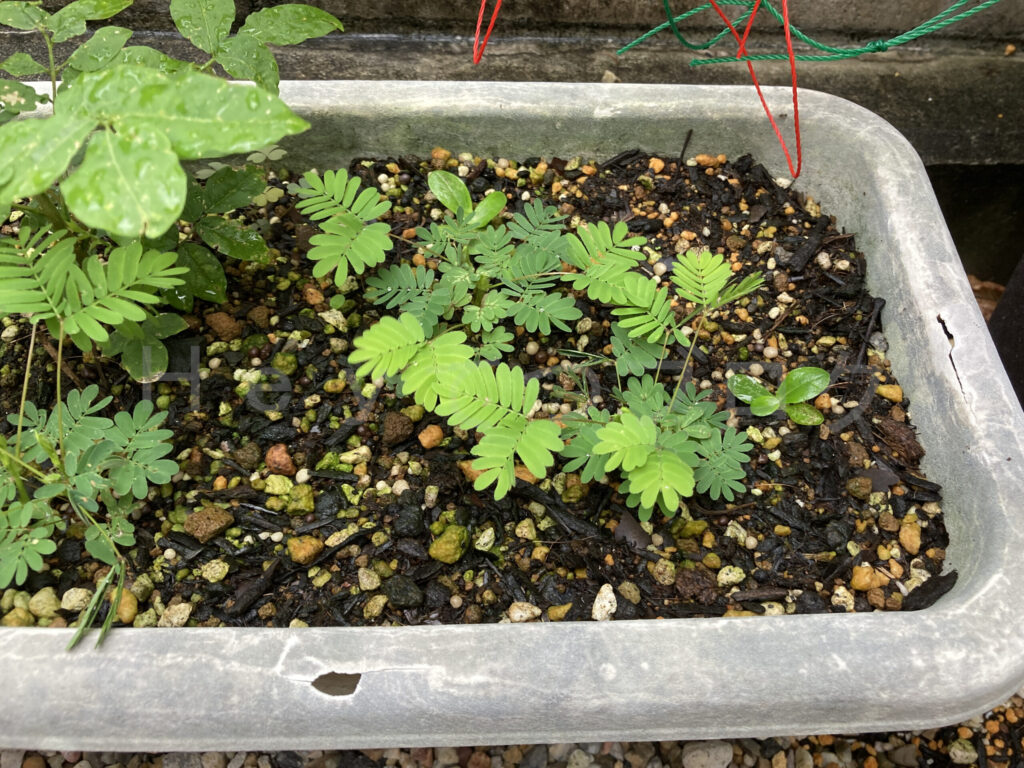 柿？の種７月第４週おじぎ草成長状況