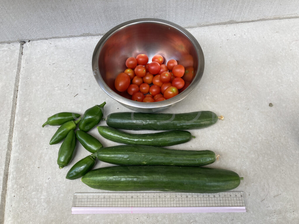 今週の収穫です。 ミニトマト、こどもピーマン、きゅうりとなかなかの収穫でした。
