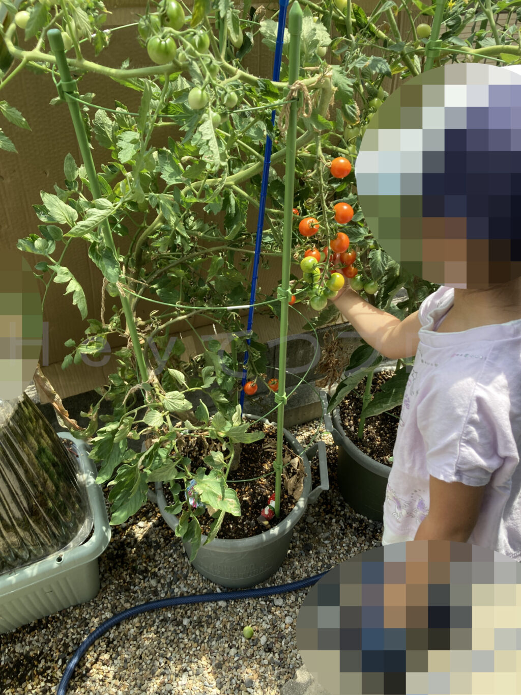 下の子がミニトマトを収穫しています。この日は朝から本当に暑かったです。