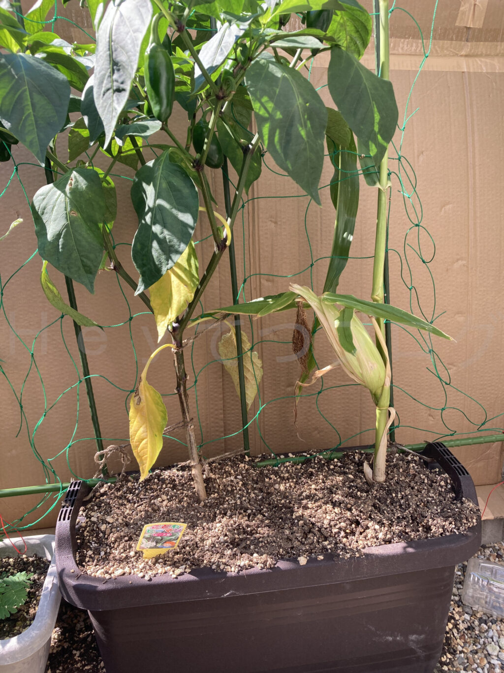 こどもピーマン、コーン７月第５週週始め