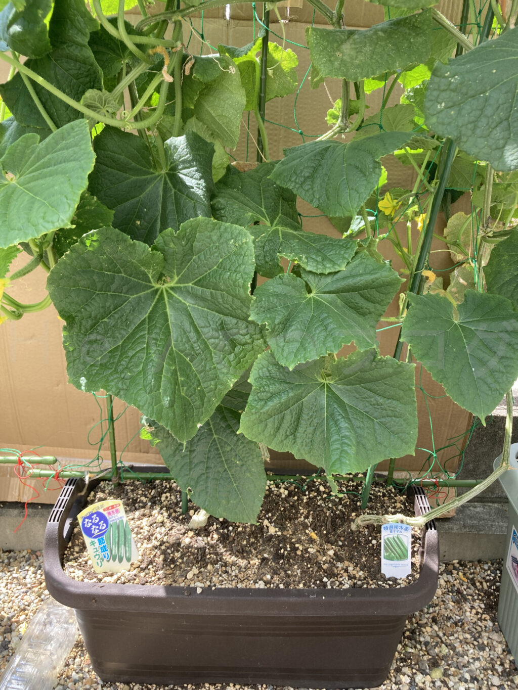 きゅうり７月第５週週始