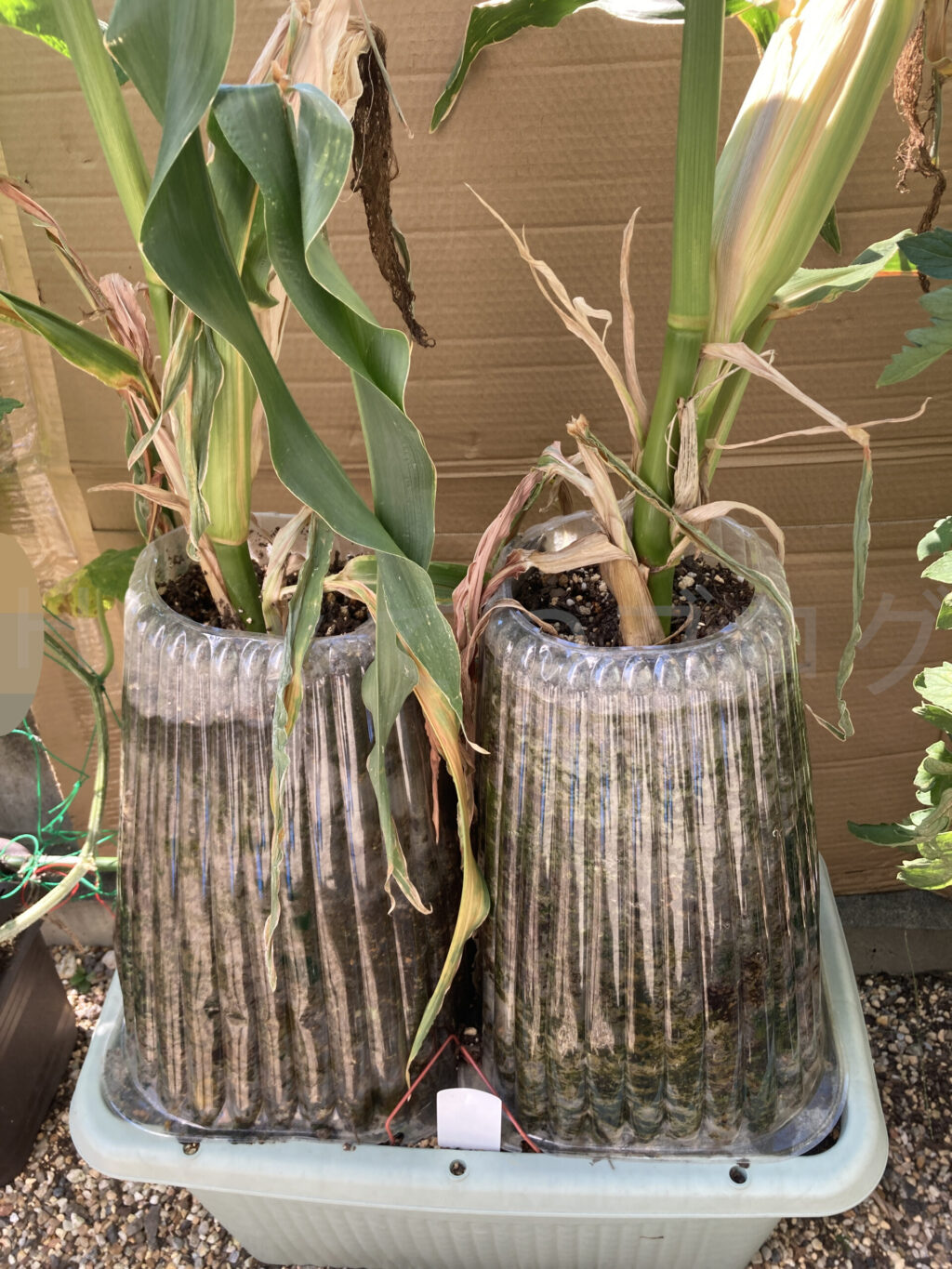 コーン７月第５週週始