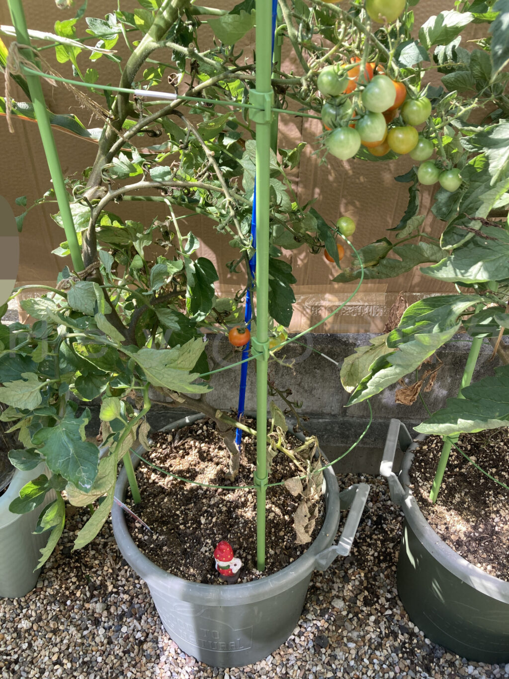 天使のトマト７月第５週週始