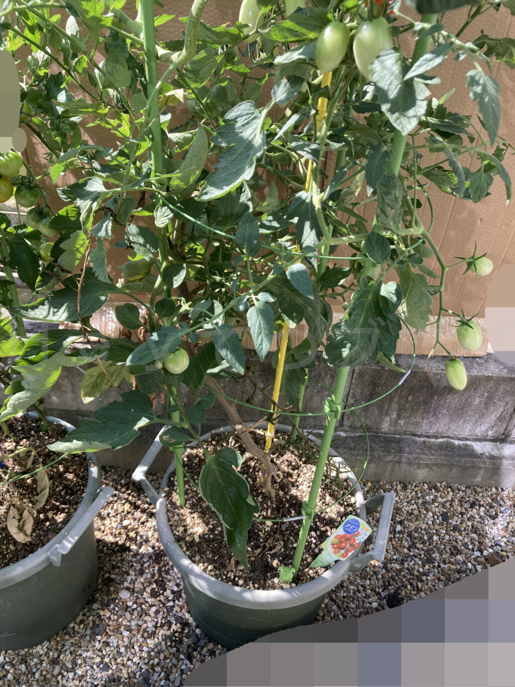 ミニトマトアイコ７月第５週週始