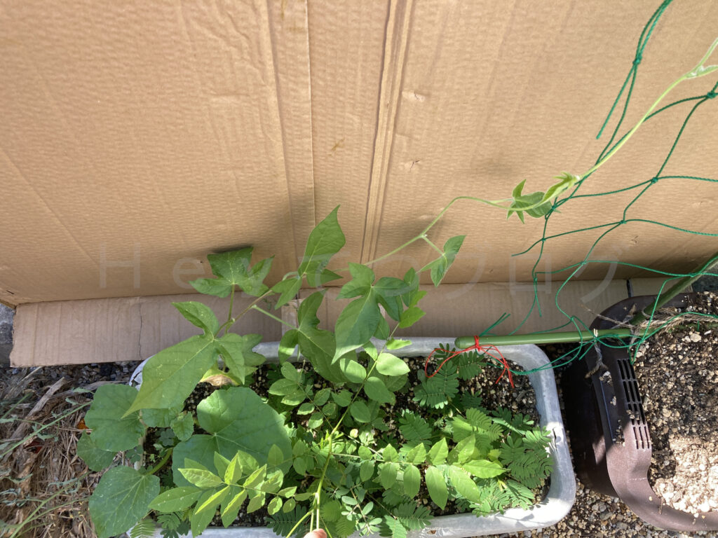 なんでもプランターのアサガオがすごい勢いで成長しており、気付いたら右となりのネットに巻き付いていました。植え替えが必要です。