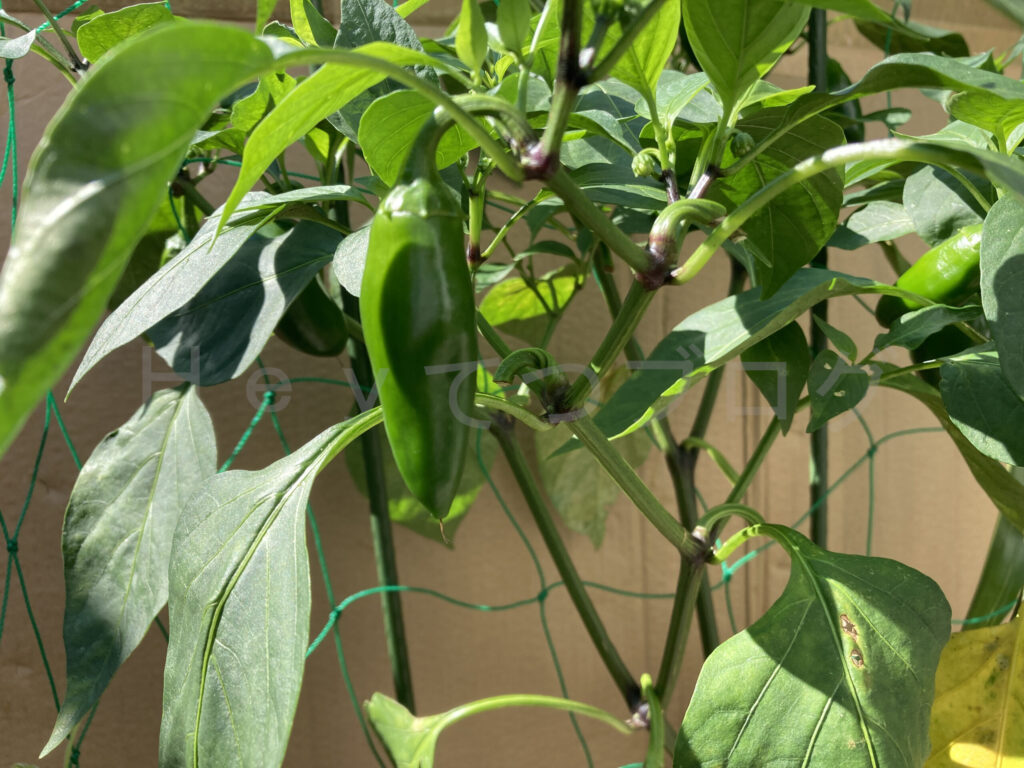 こどもピーマンは成長頭打ち感があり、収穫はもうそろそろ終盤を迎えていると思います。