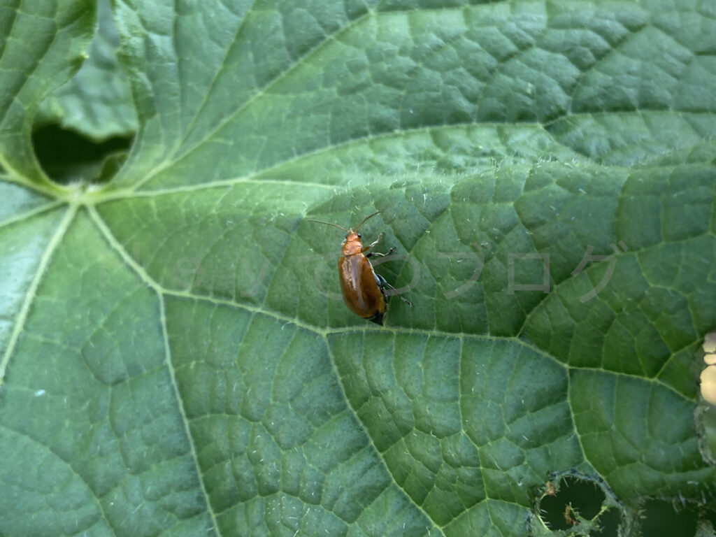 ウリハムシが大発生です。 ご退場頂いてもキリがありません。