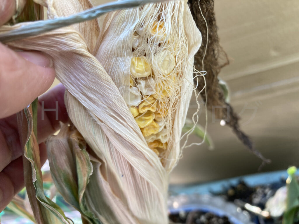 改良プランターのスイートーンを少し剥いてみたところですが、成長不十分です。