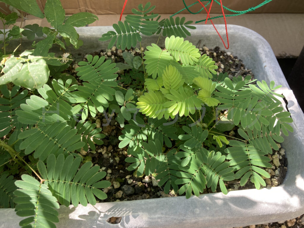 なんでもプランターの「おじぎ草」です。一気に大きくなってきました。