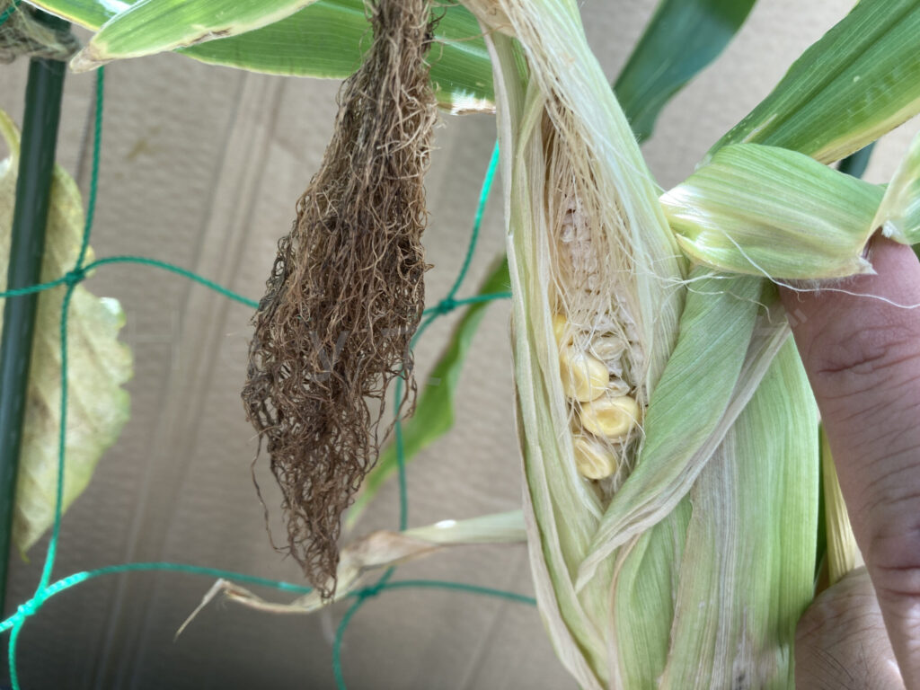 底の浅いプランターのスイートコーンの収穫です。粒が十分に成長しませんでした。