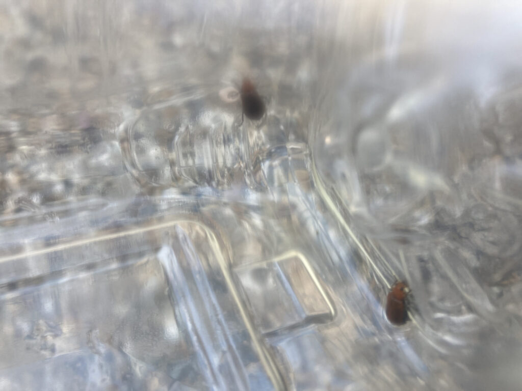 ウリハムシはきゅうりの葉に穴をあけるので早々にペットボトル法でご退場頂きました。