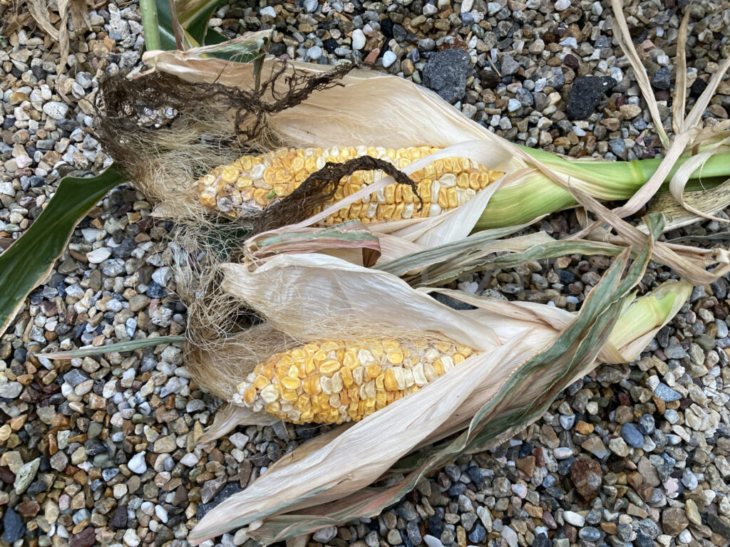 スイートコーンの収穫結果です。 結果としてうまく成長しませんでした。