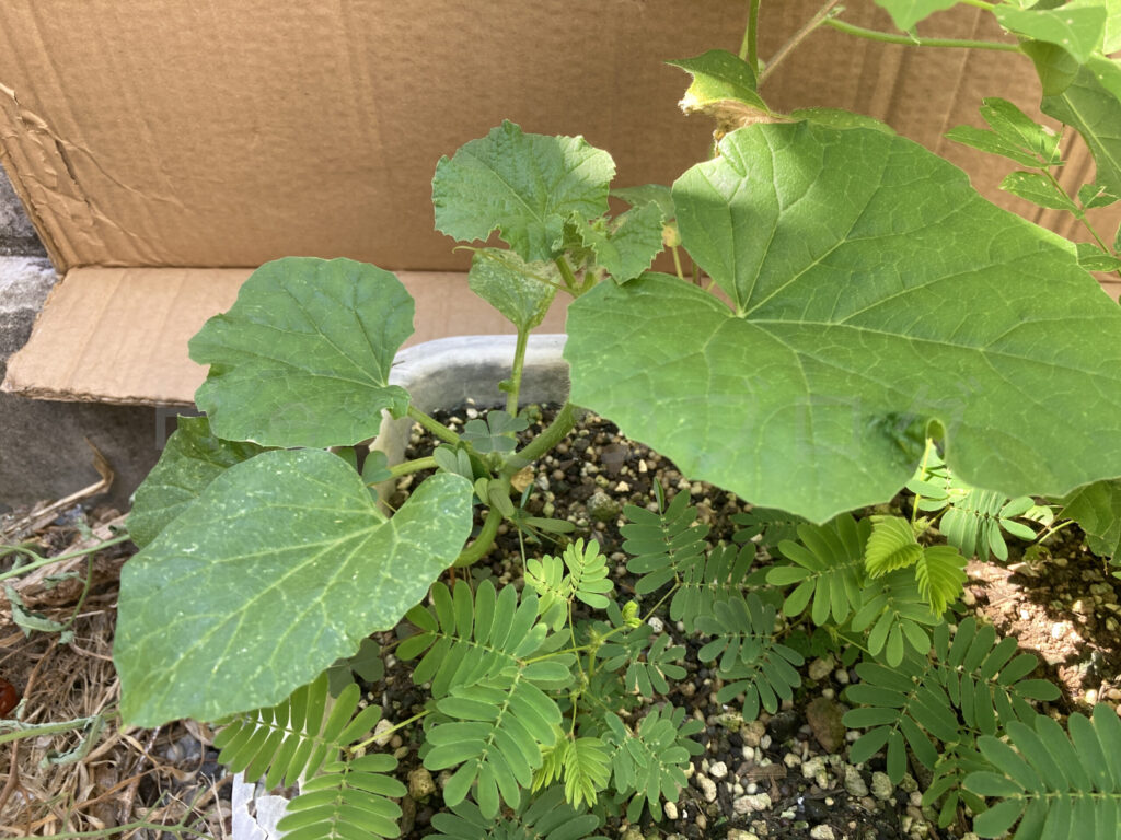 なんでもプランターのメロンがすごい成長してきました。