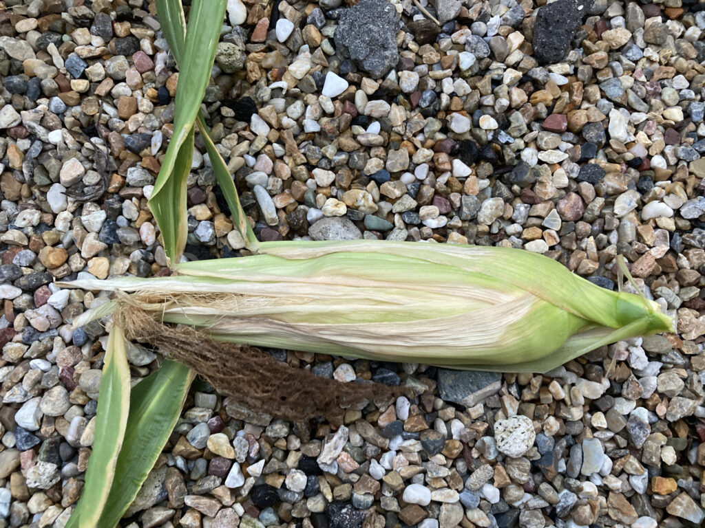 浅いプランターのスイートコーンを収穫しました。