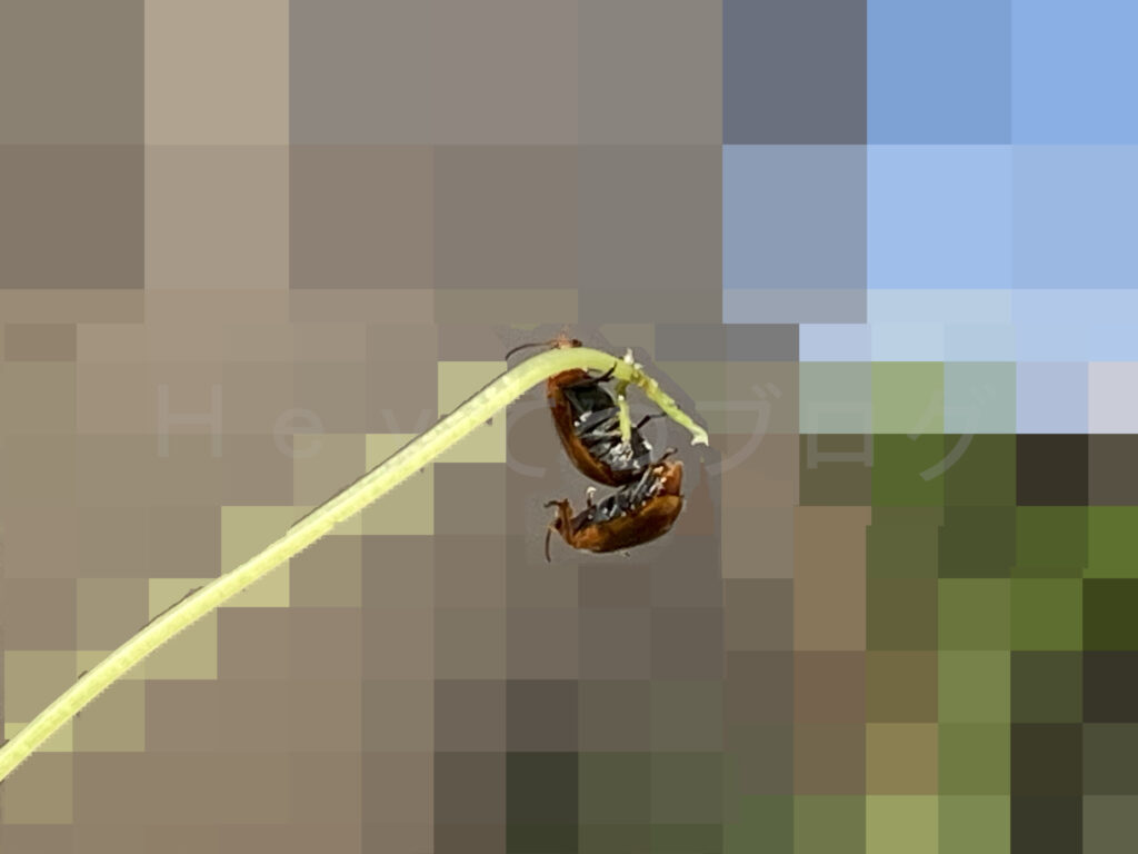 ウリハムシの交尾です。