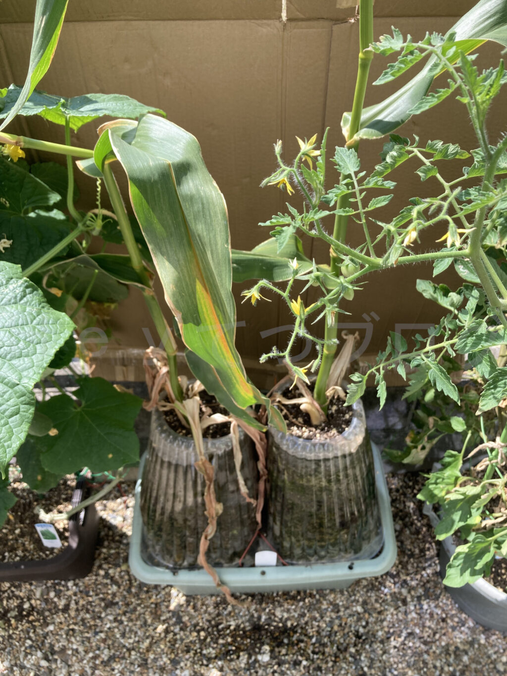 コーン７月第５週週始