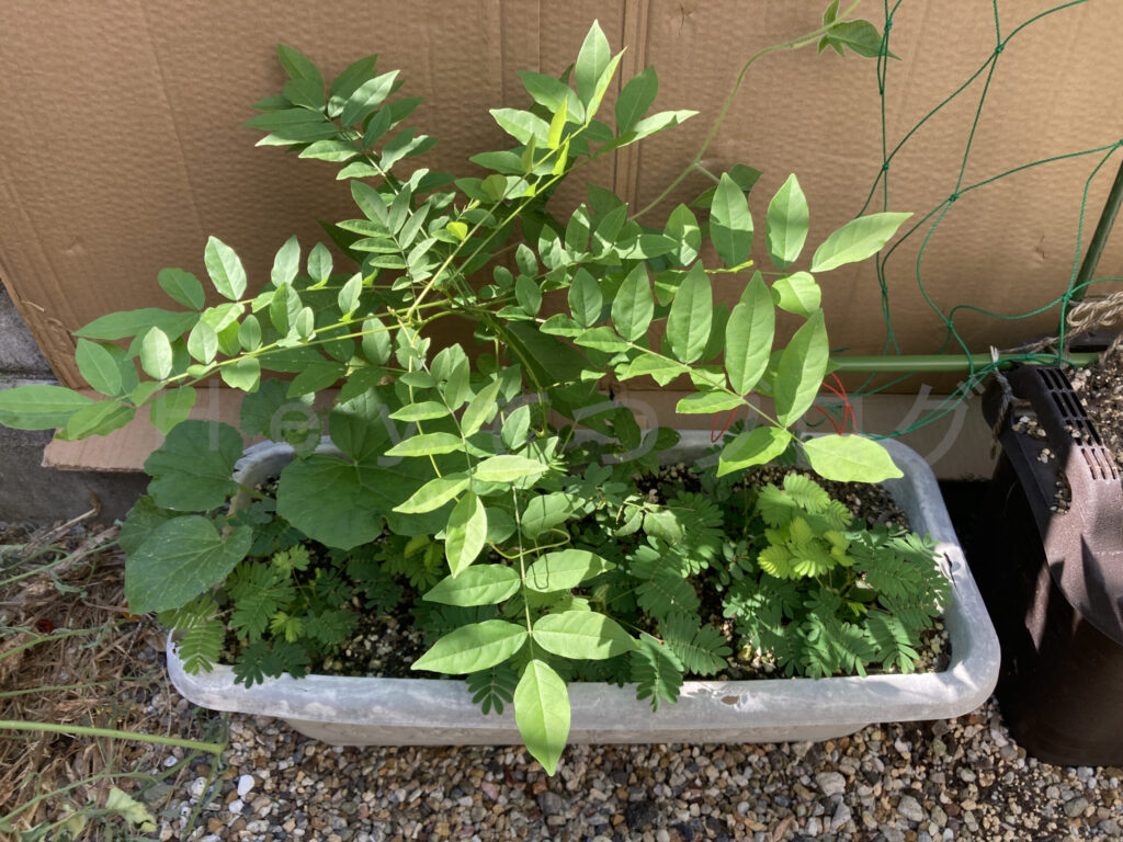 柿？の種７月第５週週始 なんでもプランターの柿？が一気に成長してきました。