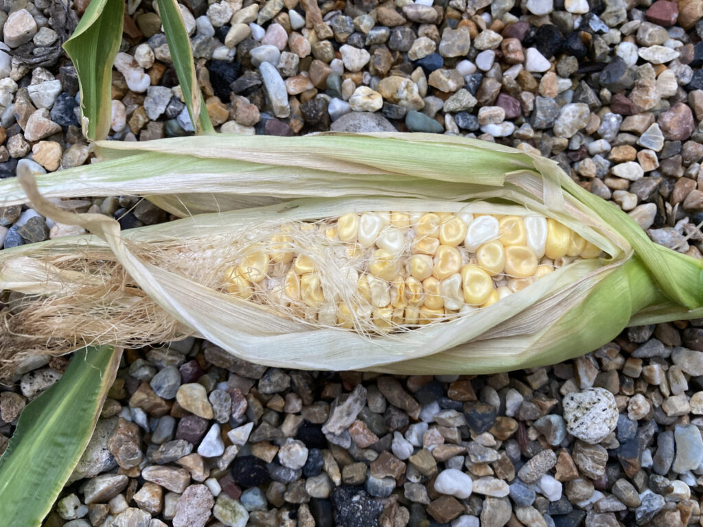 浅いプランターのスイートコーンです。栽培は残念ながらうまくいきませんでした。