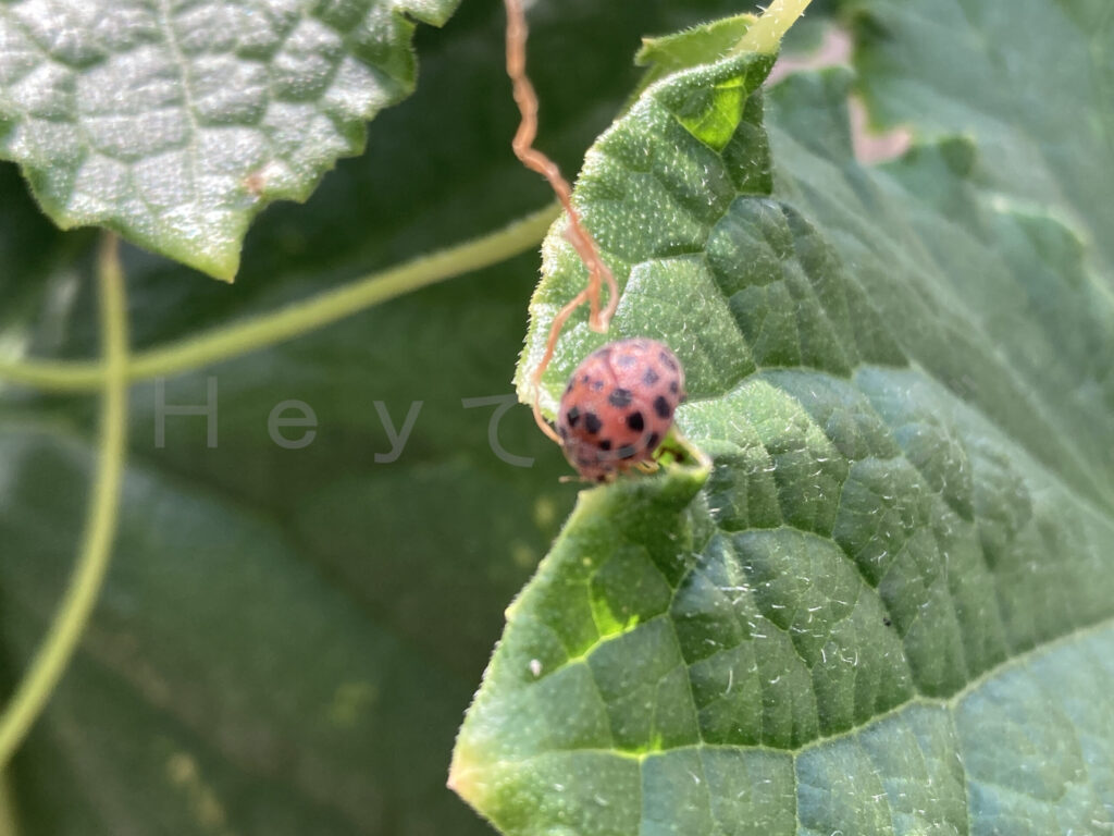また出ましたテントウムシダマシ こちらは害虫さんになります。