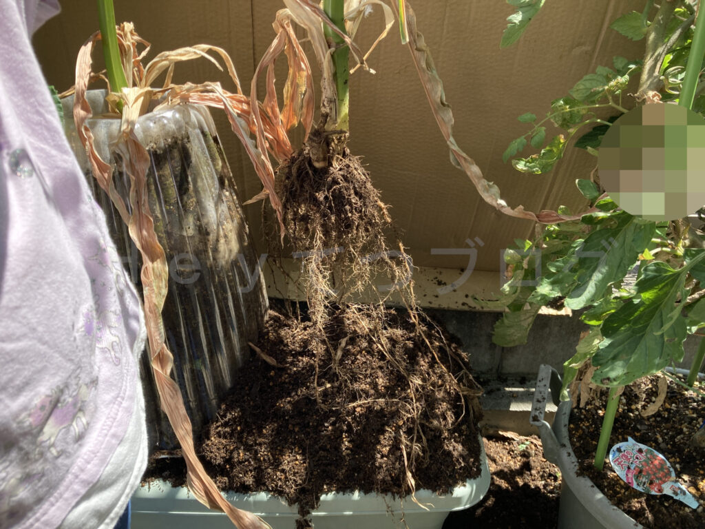 固まった土をほぐした状態です。 根がびっしりです。