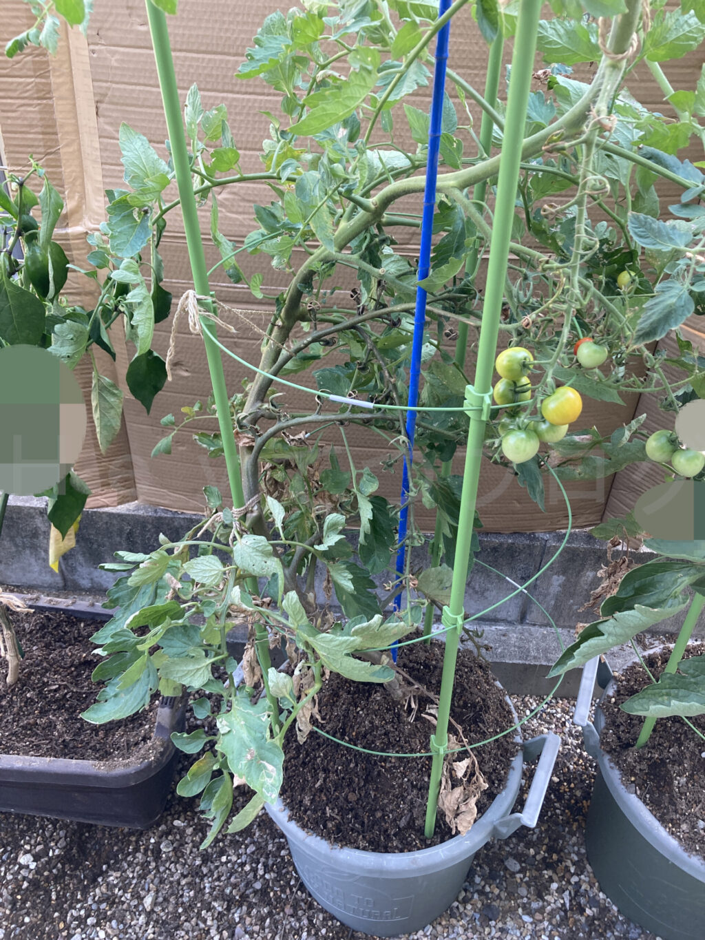 天使のトマト７月第５週週末 追い元肥しました。