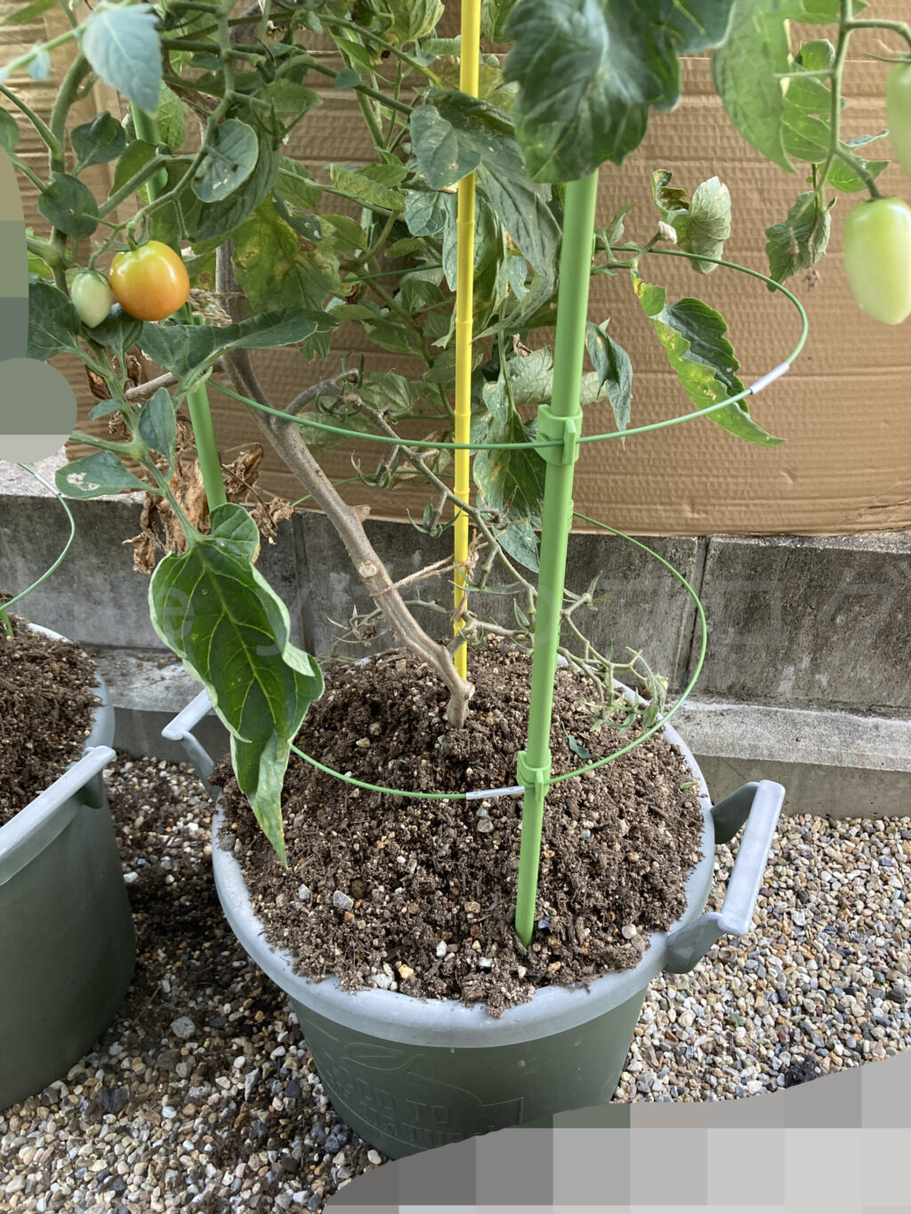 ミニトマトアイコ７月第５週週末 アイコに追い元肥した状態です。