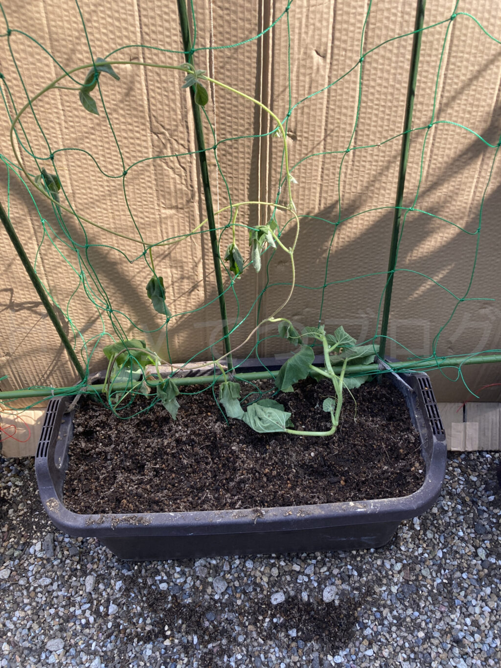 なんでもプランターからアサガオ（左）とメロン（右）を植え替えしました。