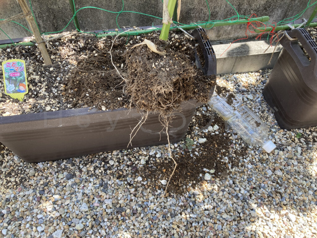 浅いプランターのスイートコーンの根っこです。びっしりと根を生やしていました。