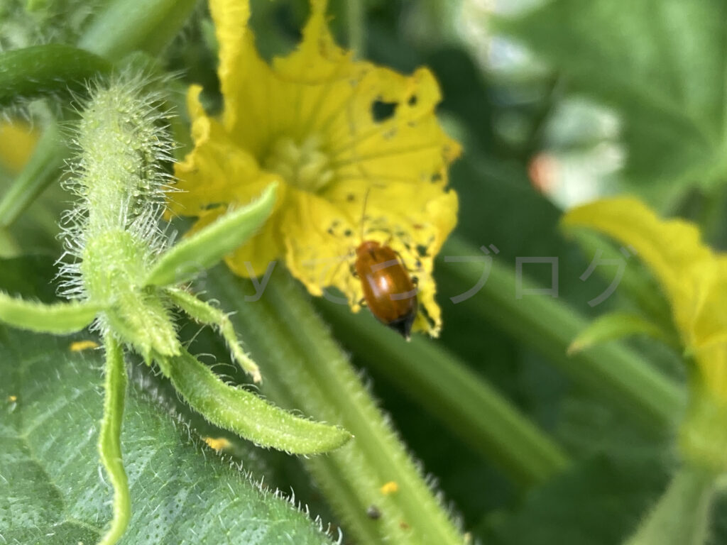 ウリハムシはきゅうりの花もかじって穴あけてしまいます。