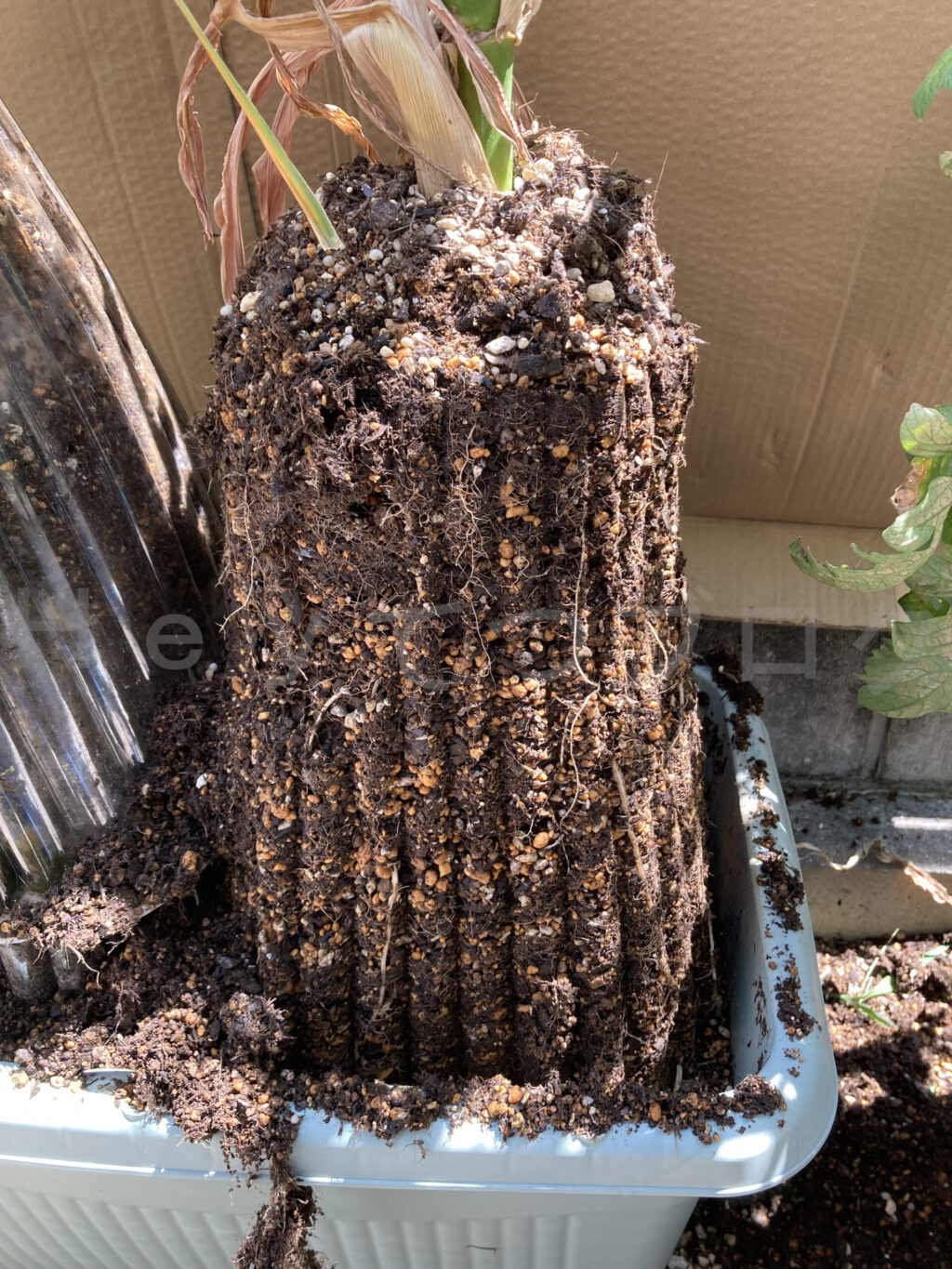 スイートコーンの改良プランター上部を外した状態です。根がびっしりです。