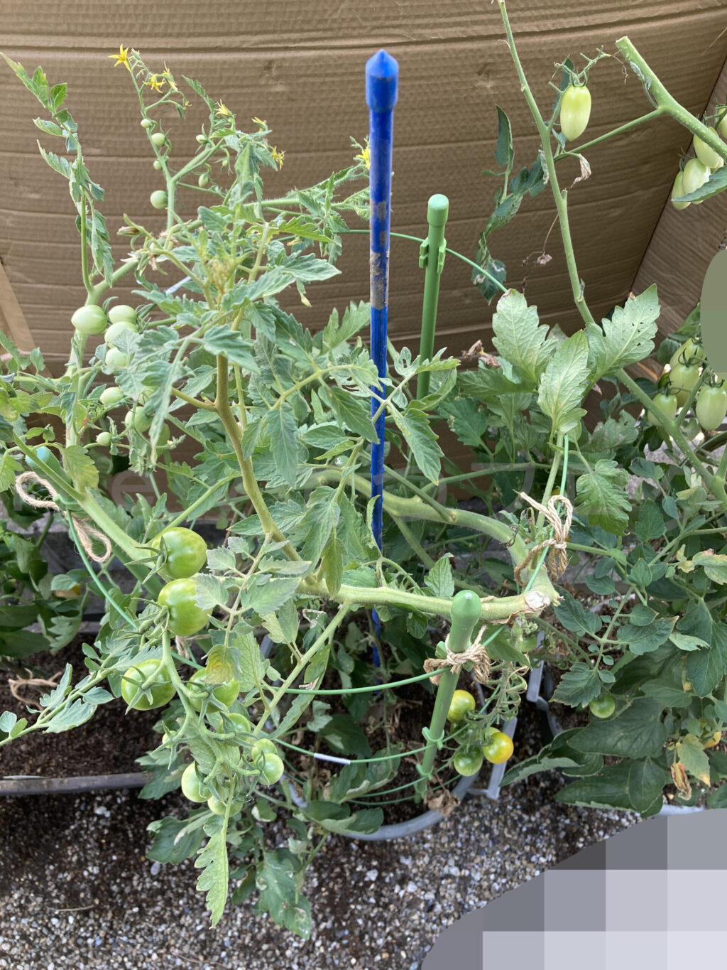天使のトマトもらせん状に誘導してなんとか枠内に収まっています。