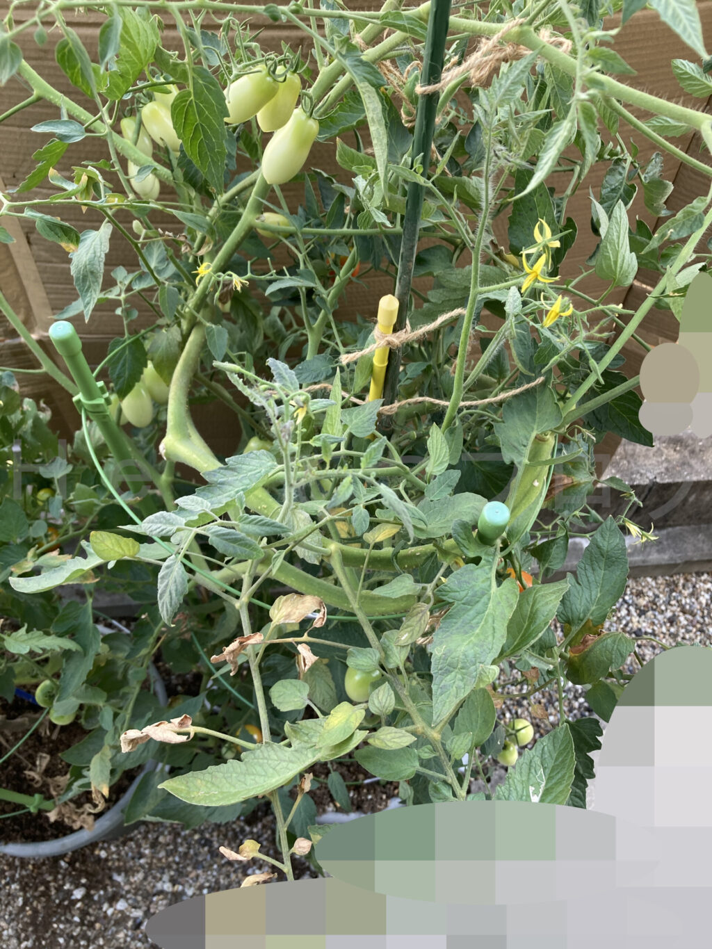 アイコの成長は支柱もリング枠もはみ出ていてもはやジャングルです