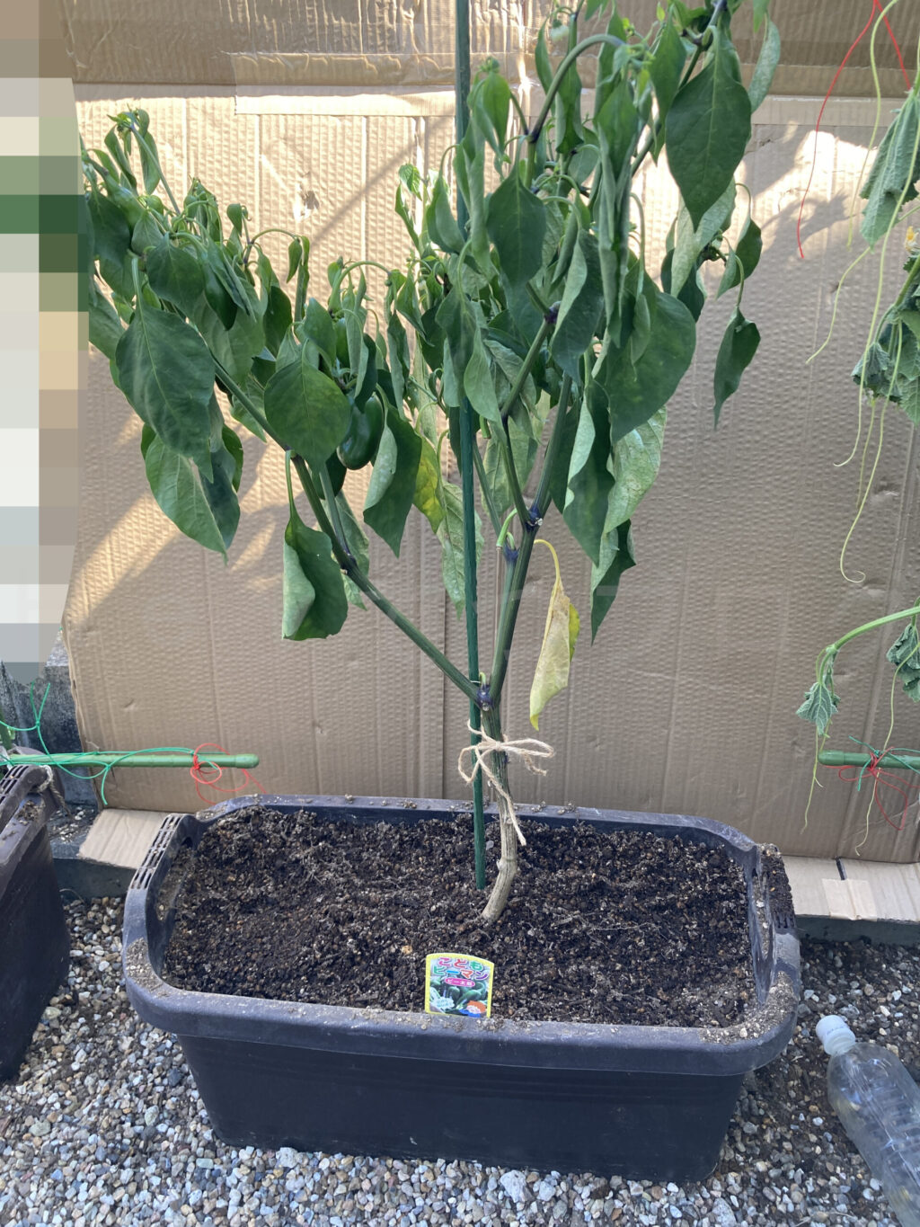 こどもピーマンを植え替えしたら葉っぱが萎んでしまいました。