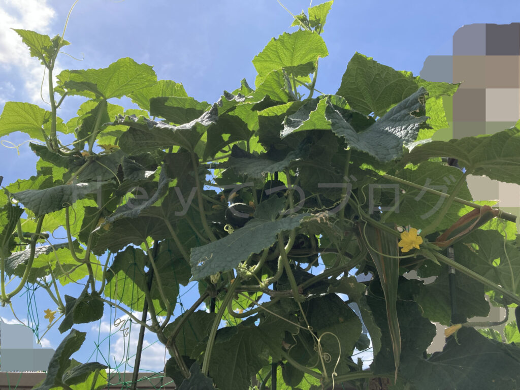 強烈な日照りでも元気に成長するきゅうり