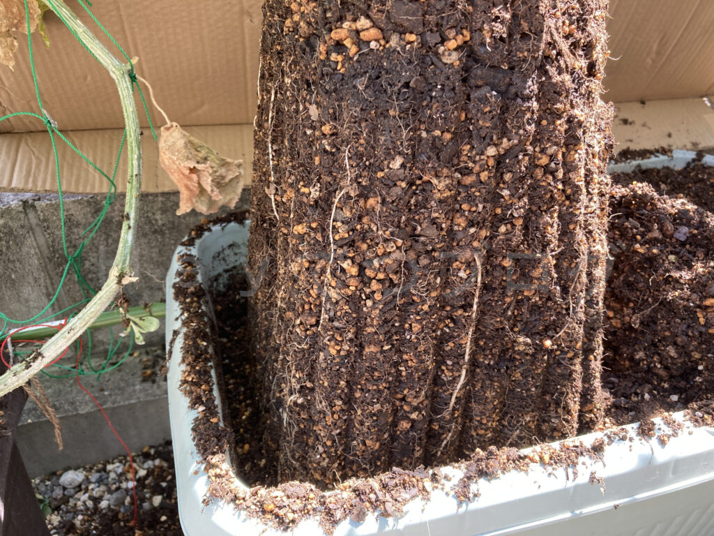 スイートコーンの改良プランター上部を外したところです。根がびっしりです。